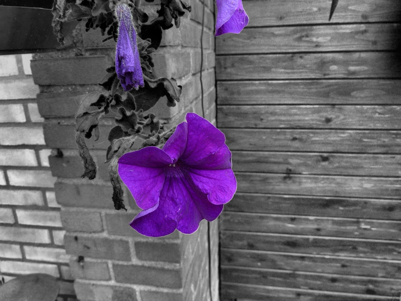 The Purple Petunia